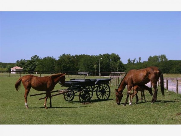 ESPECTACULAR LOTE DE 3600 EN EL CLUB DE CAMPO LA RANITA - MANZANARES      